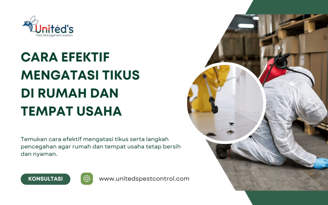 Cara Efektif Mengatasi Tikus di Rumah dan Tempat Usaha